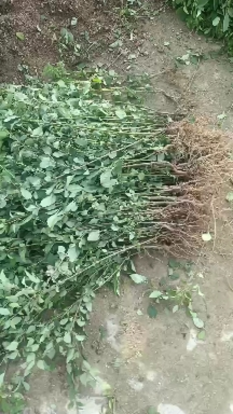 连翘苗