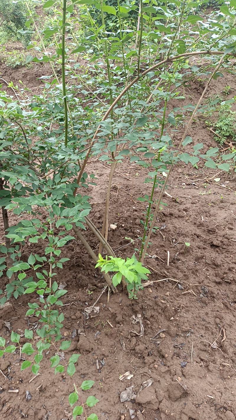 连翘苗