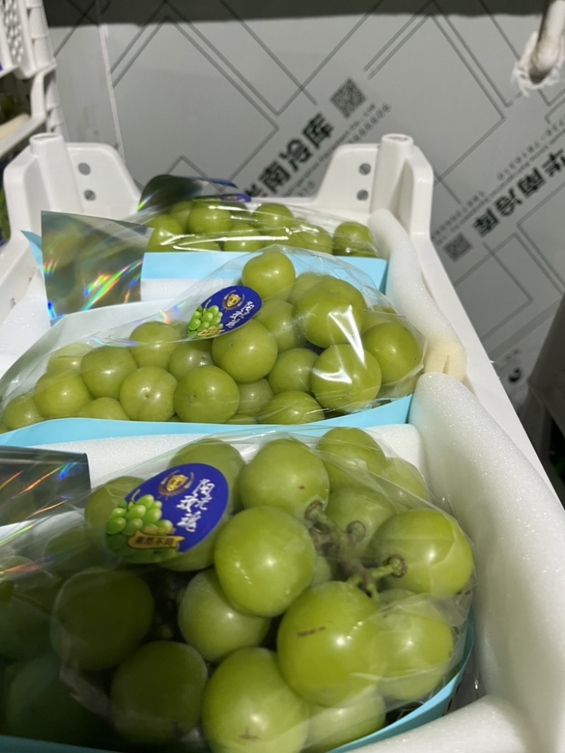 湖北阳光玫瑰葡萄大量上市中，口感纯甜