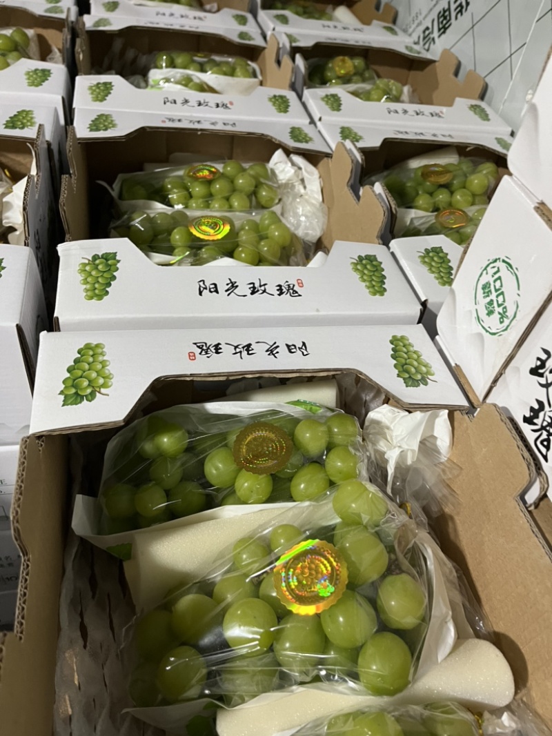 湖北阳光玫瑰葡萄大量上市中，口感纯甜