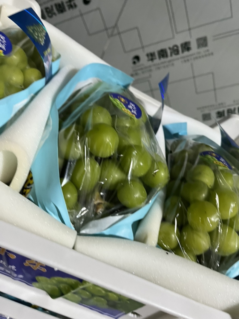 湖北阳光玫瑰葡萄大量上市中，口感纯甜