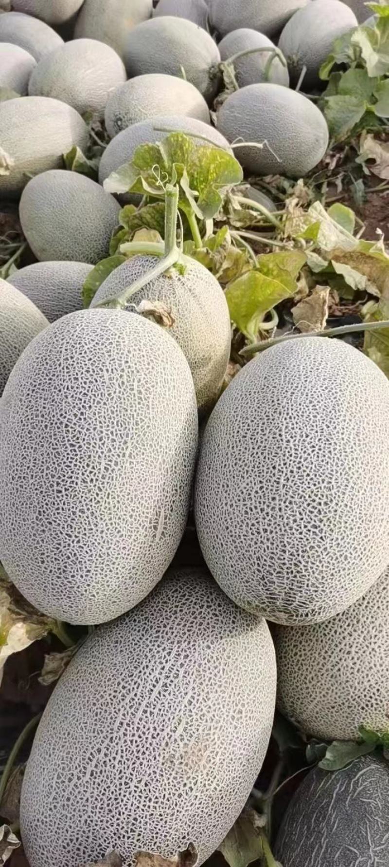 新疆哈密瓜产地直供