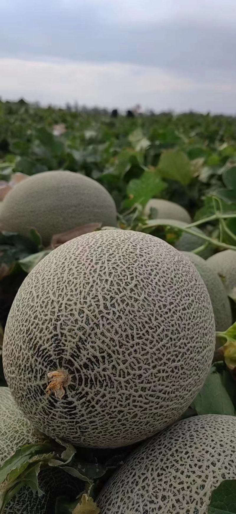 新疆哈密瓜产地直供