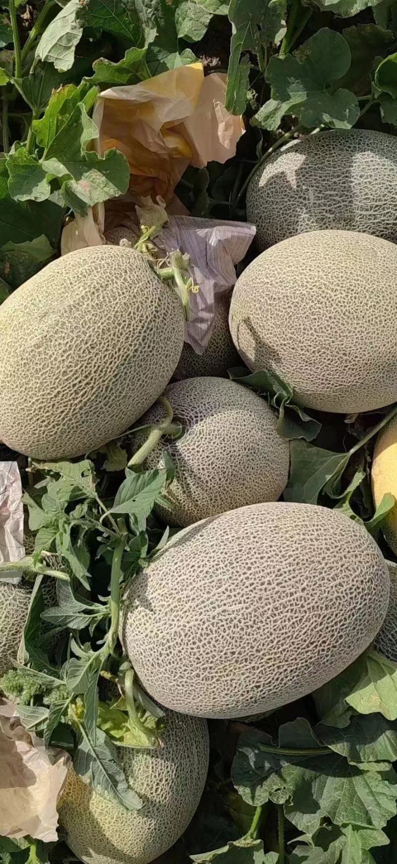 新疆哈密瓜产地直供