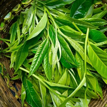西双版纳勐宋古树茶，班盆古树茶，欢迎老板来电咨询