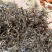 西双版纳勐宋古树茶，班盆古树茶，欢迎老板来电咨询