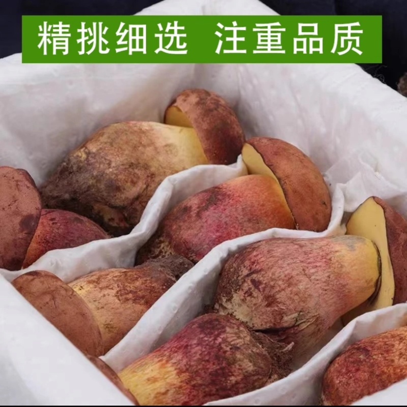 云南野生菌网红见手青红葱牛肝菌2023新鲜上市