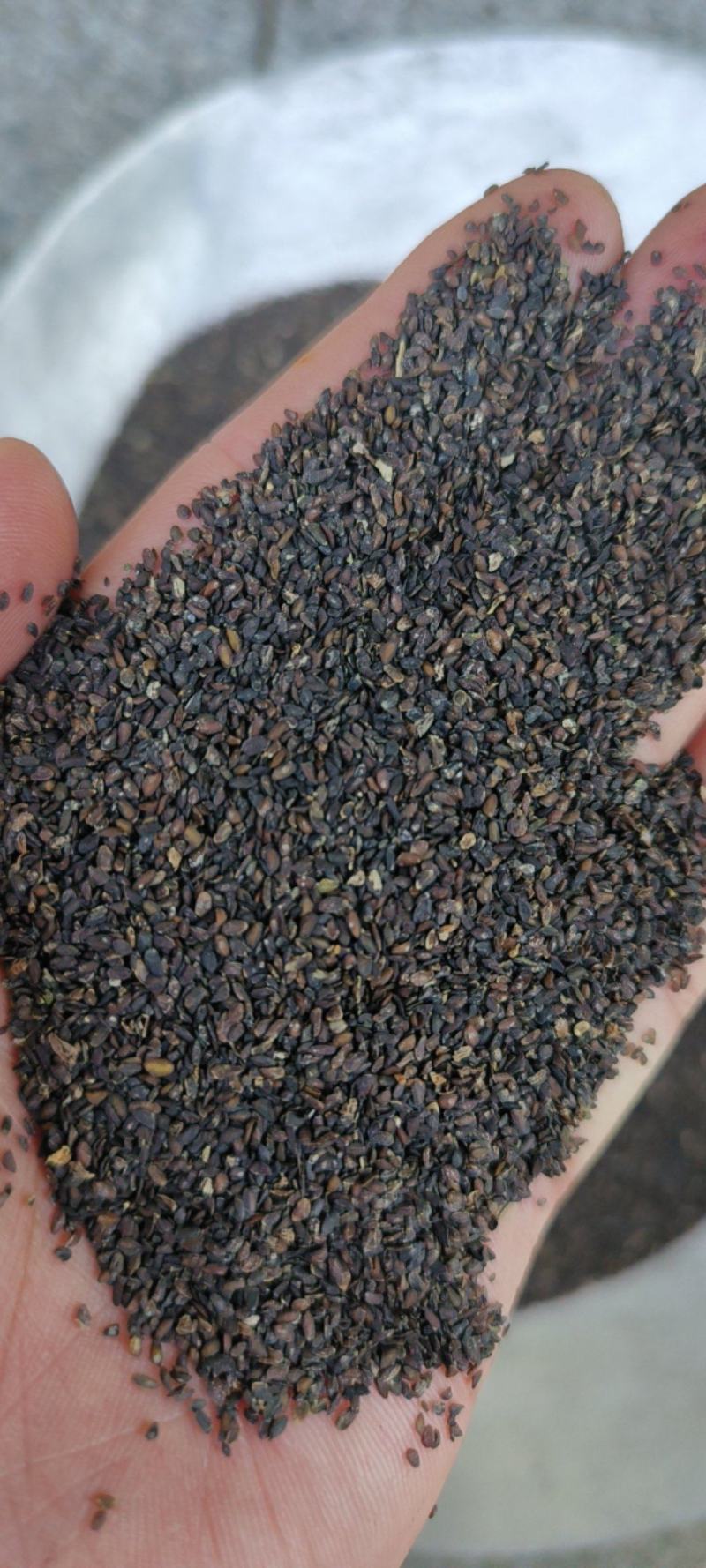 车前子包邮江西车前子净货产地直发量大从优一手货源