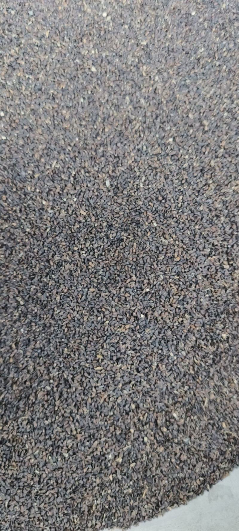 车前子包邮江西车前子净货产地直发量大从优一手货源