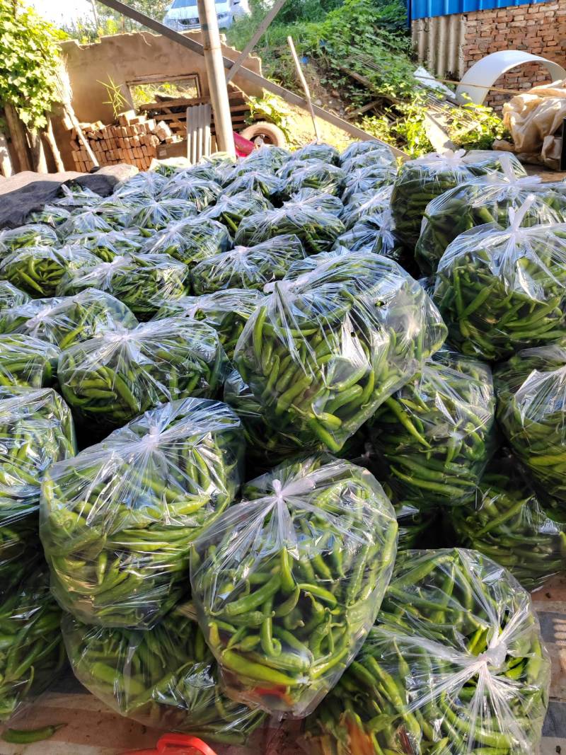 精品青椒牛角椒大量上市，基地直供，欢迎咨询