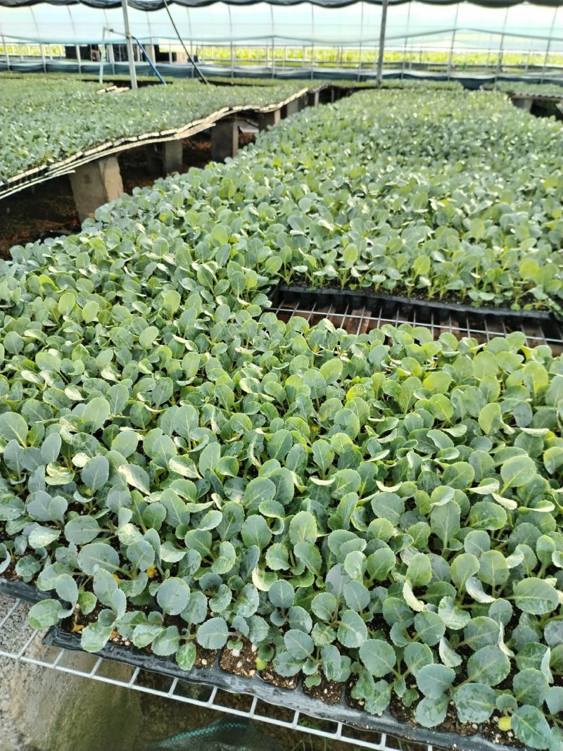 有机菜花苗，65天，75天，80天，甘蓝苗大量供应