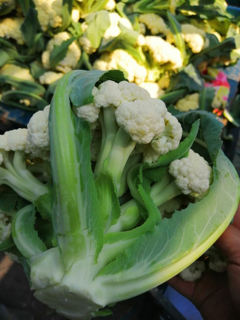 有机菜花苗，65天，75天，80天，甘蓝苗大量供应