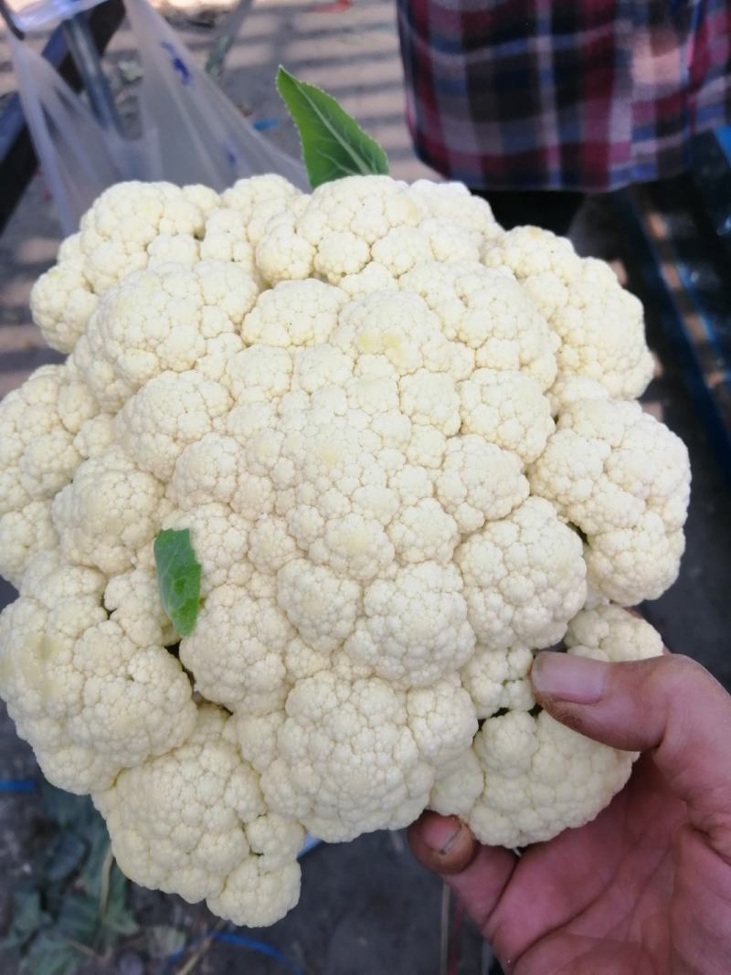 有机菜花苗，65天，75天，80天，甘蓝苗大量供应