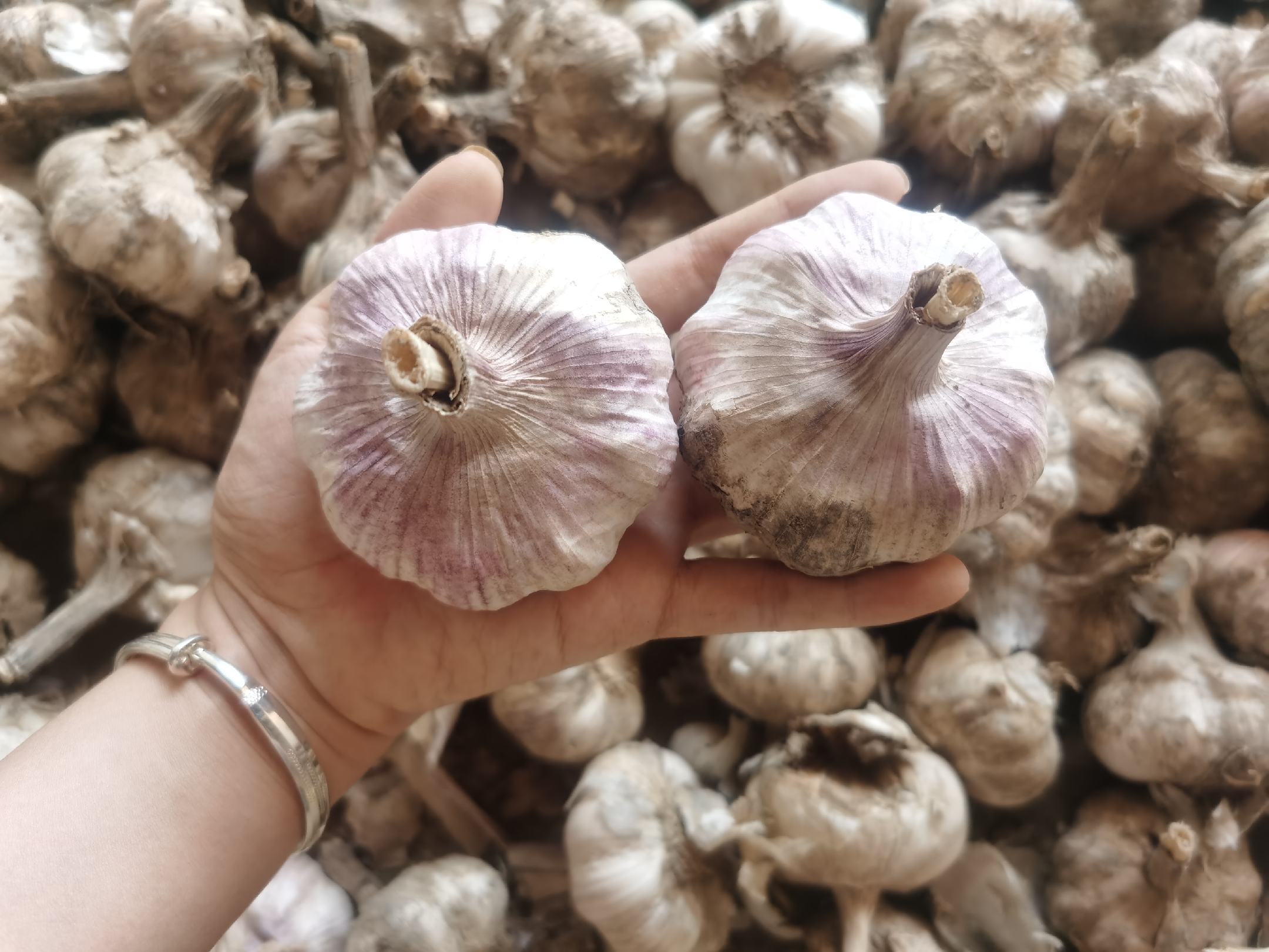 白皮蒜烹饪应用场景