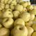 安徽梨砀山酥梨产地直发货源充足果型端正全国发货