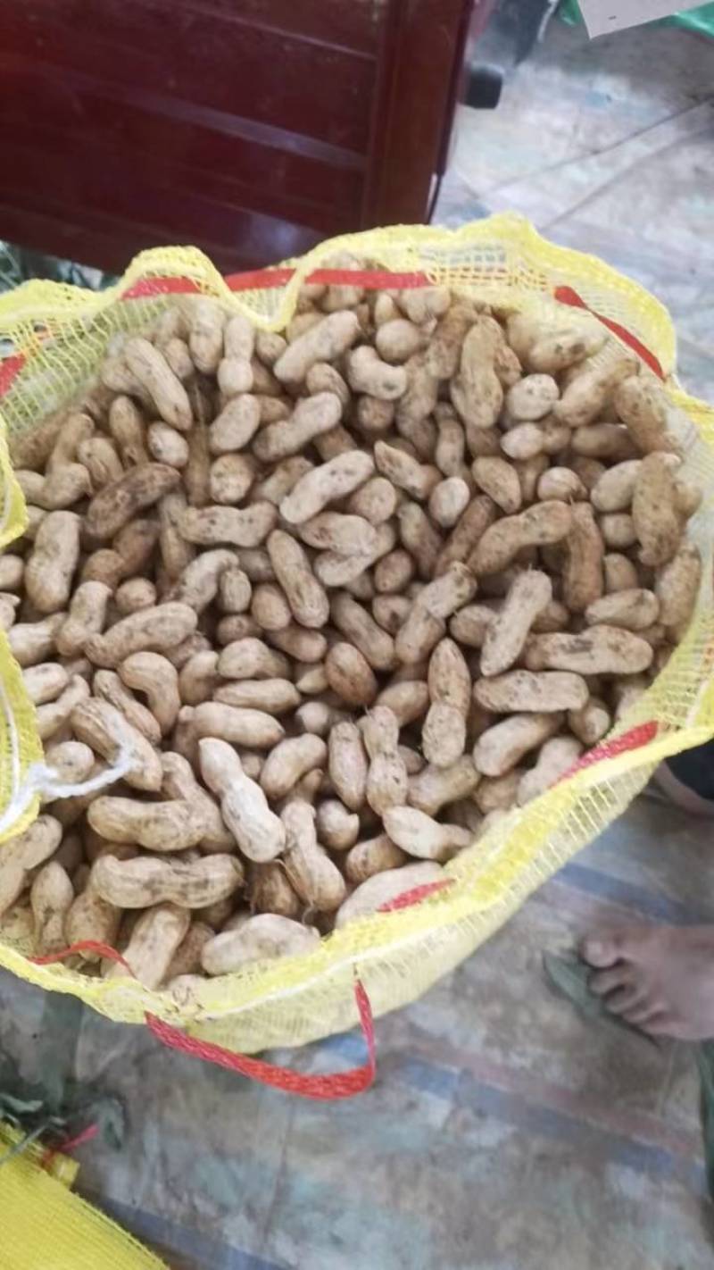 鲜花生大量有货个大仔粒饱满纯沙地的品质保证欢迎咨询