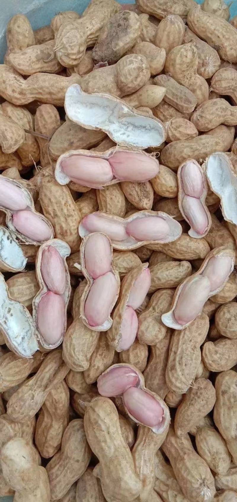 鲜花生大量有货个大仔粒饱满纯沙地的品质保证欢迎咨询