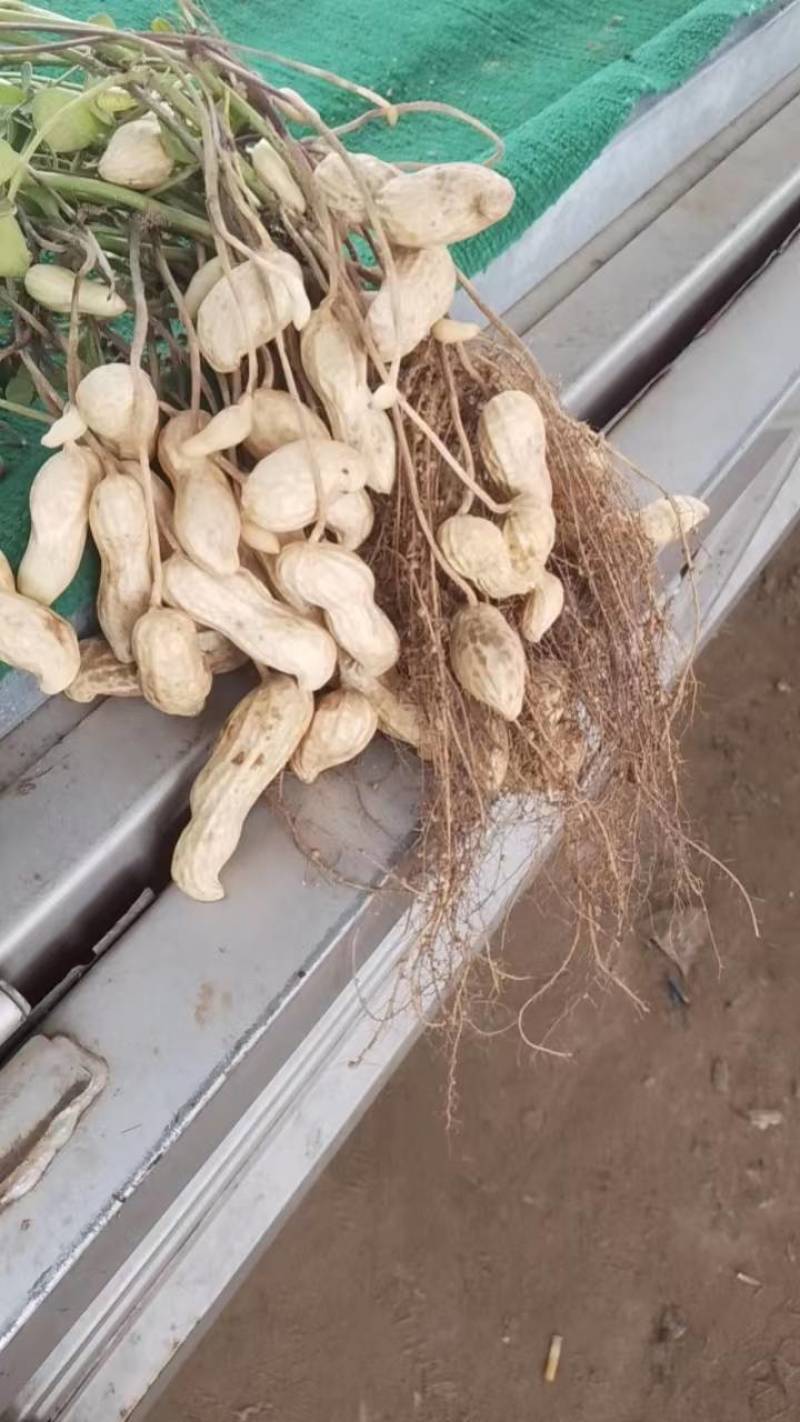 鲜花生大量有货个大仔粒饱满纯沙地的品质保证欢迎咨询