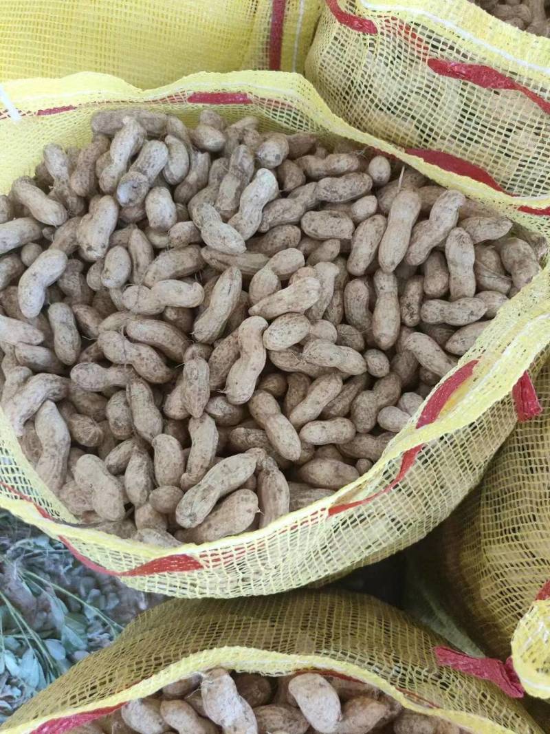 鲜花生大量有货个大仔粒饱满纯沙地的品质保证欢迎咨询