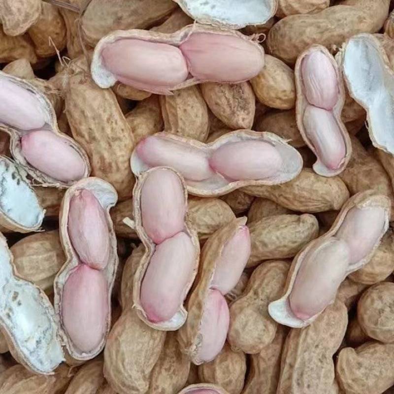 纯沙地花生，果个大籽粒饱满，货源充足量大从优欢迎咨询