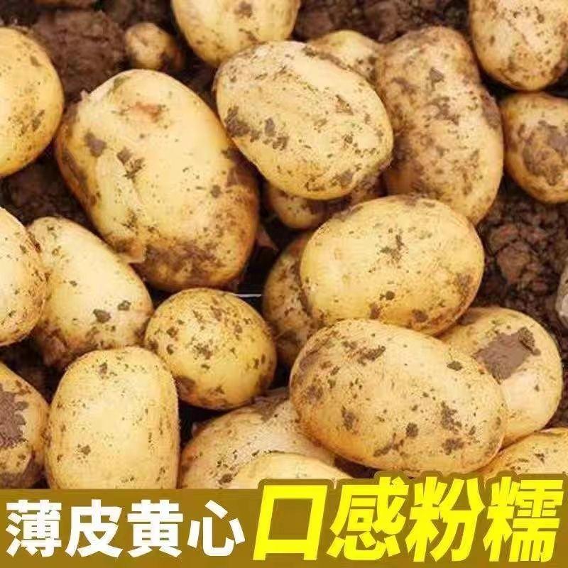 土豆，河南黄心土豆，万亩基地现挖现货，价格实惠欢迎咨询