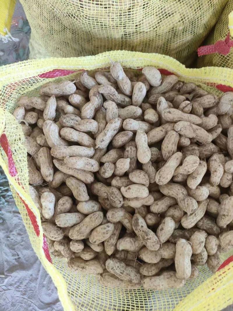 纯沙地花生，果个大籽粒饱满，货源充足量大从优欢迎咨询
