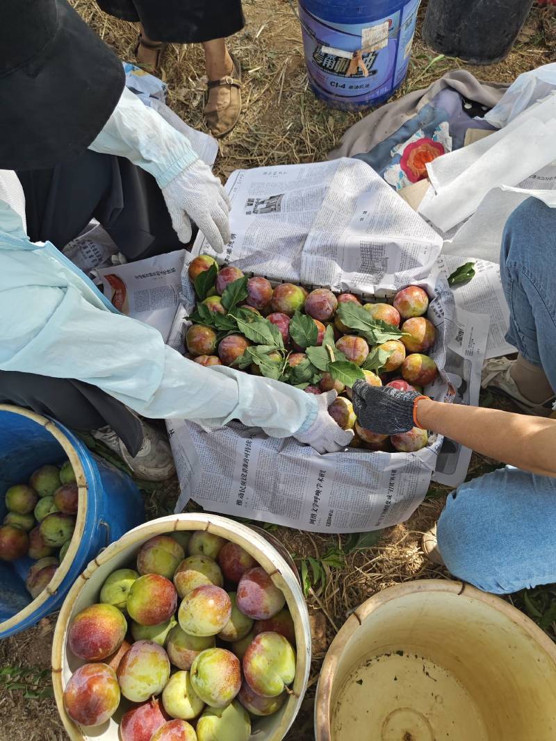 河南安阳产地精品大红袍李子大量有货一手货源保质保量