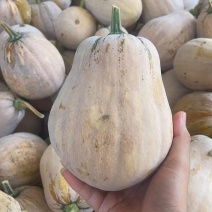 小闺蜜南瓜，单瓜2到4斤，口感粉糯