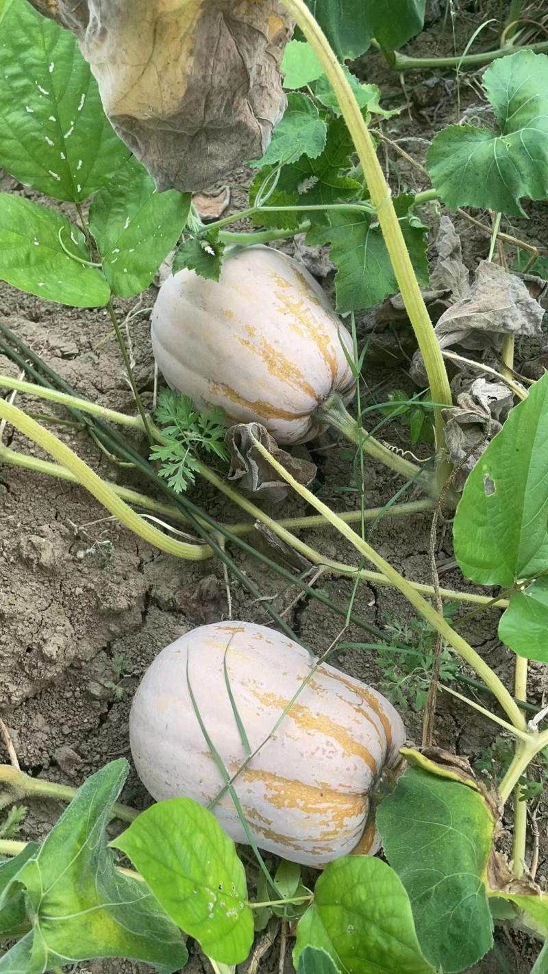 小闺蜜南瓜，单瓜2到4斤，口感粉糯