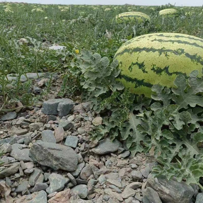 宁夏中卫硒砂瓜大量上市对接全国客商可视频产地看货欢迎致电