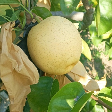 黄金梨（套袋）市场货电商货