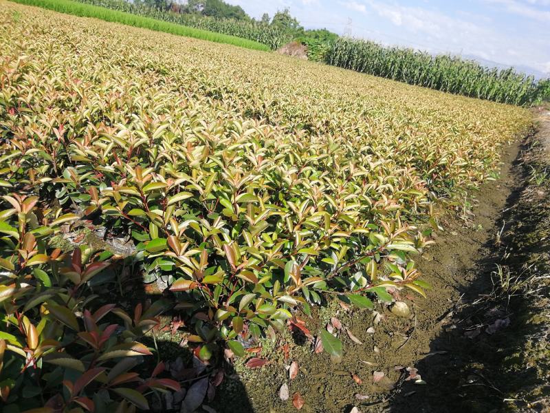 四川红叶石楠小杯基地批发，红叶石楠大杯基地批发，自家苗圃