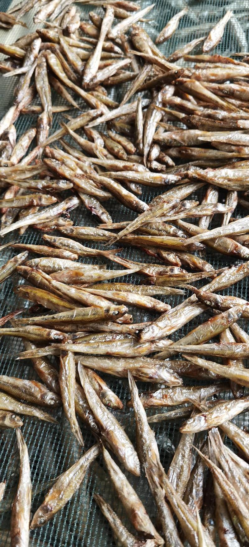 火培小棍子鱼，新鲜鱼烤制产地直销一手货源