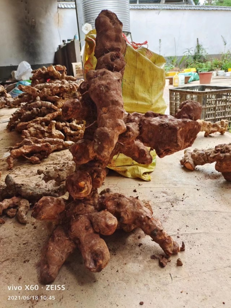 白土茯苓展会地摊云南白土茯苓大号通货粉质甜新鲜云南土茯苓