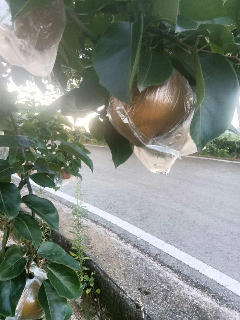 钟氏黄花梨