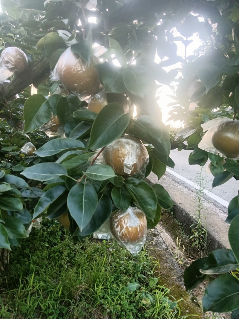 钟氏黄花梨