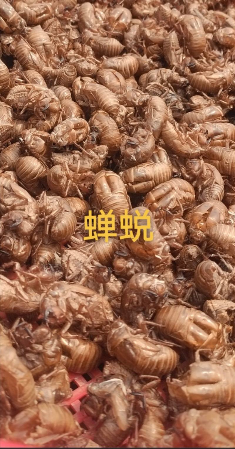 水洗蝉蜕