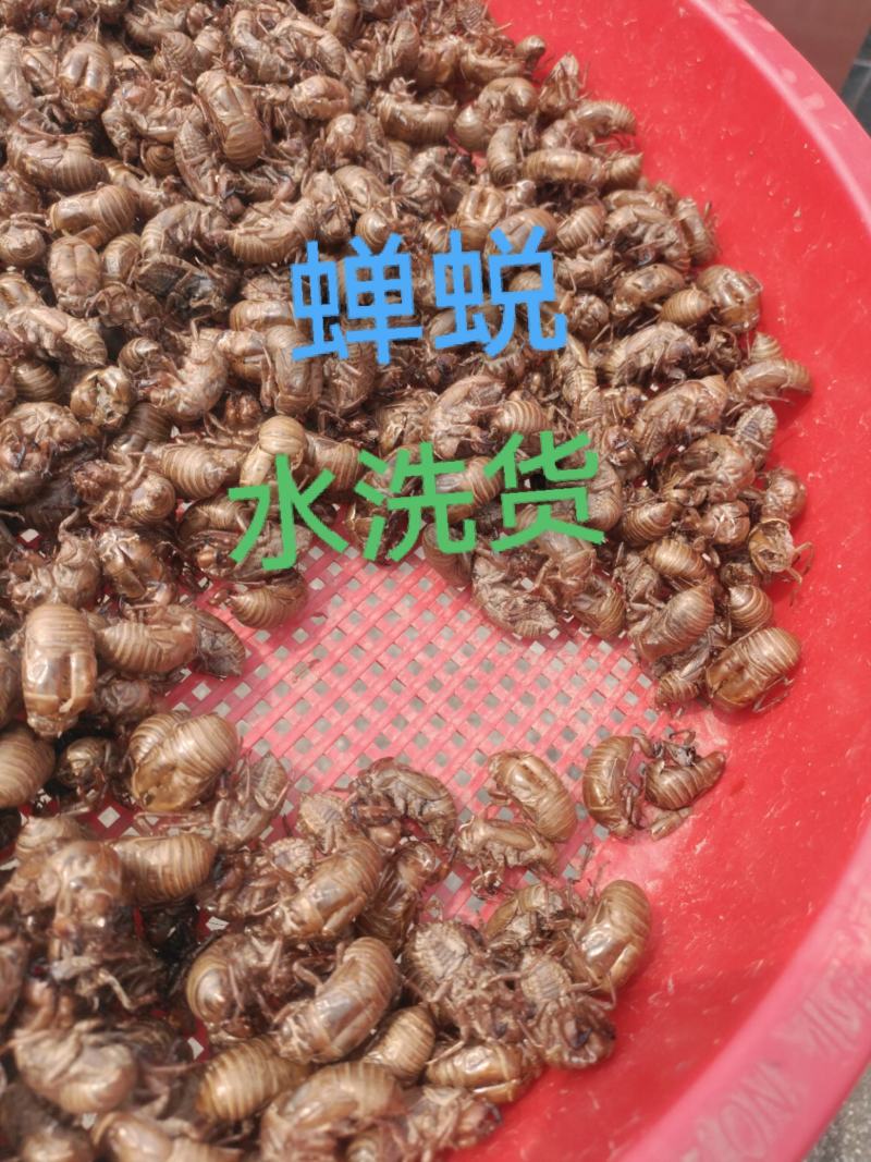 水洗蝉蜕