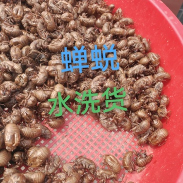 水洗蝉蜕