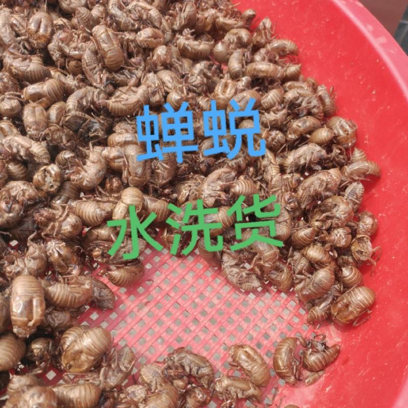 水洗蝉蜕