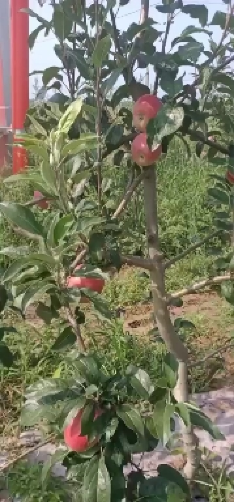 鲁丽苹果量大价优