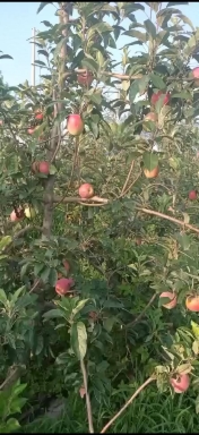 鲁丽苹果量大价优