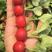荷兰引进一代杂交樱桃萝卜种子早熟小萝卜种籽四季萝卜种子