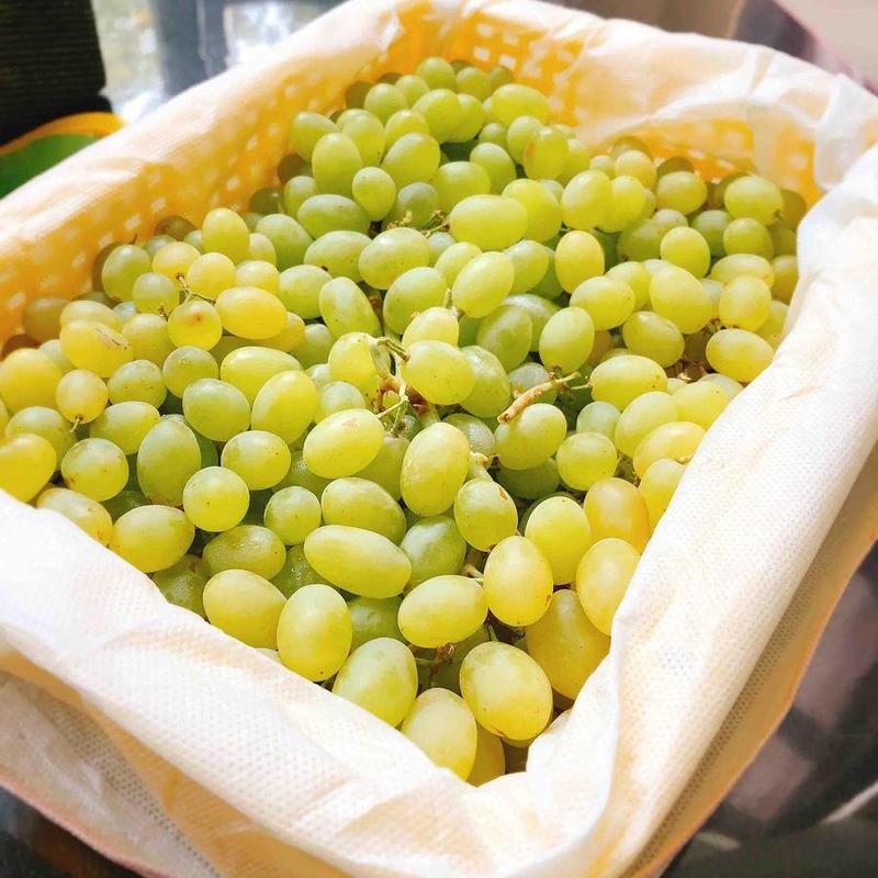 吐鲁番无核白葡萄产地直供按需做货对接商超，社区团购，电商平台