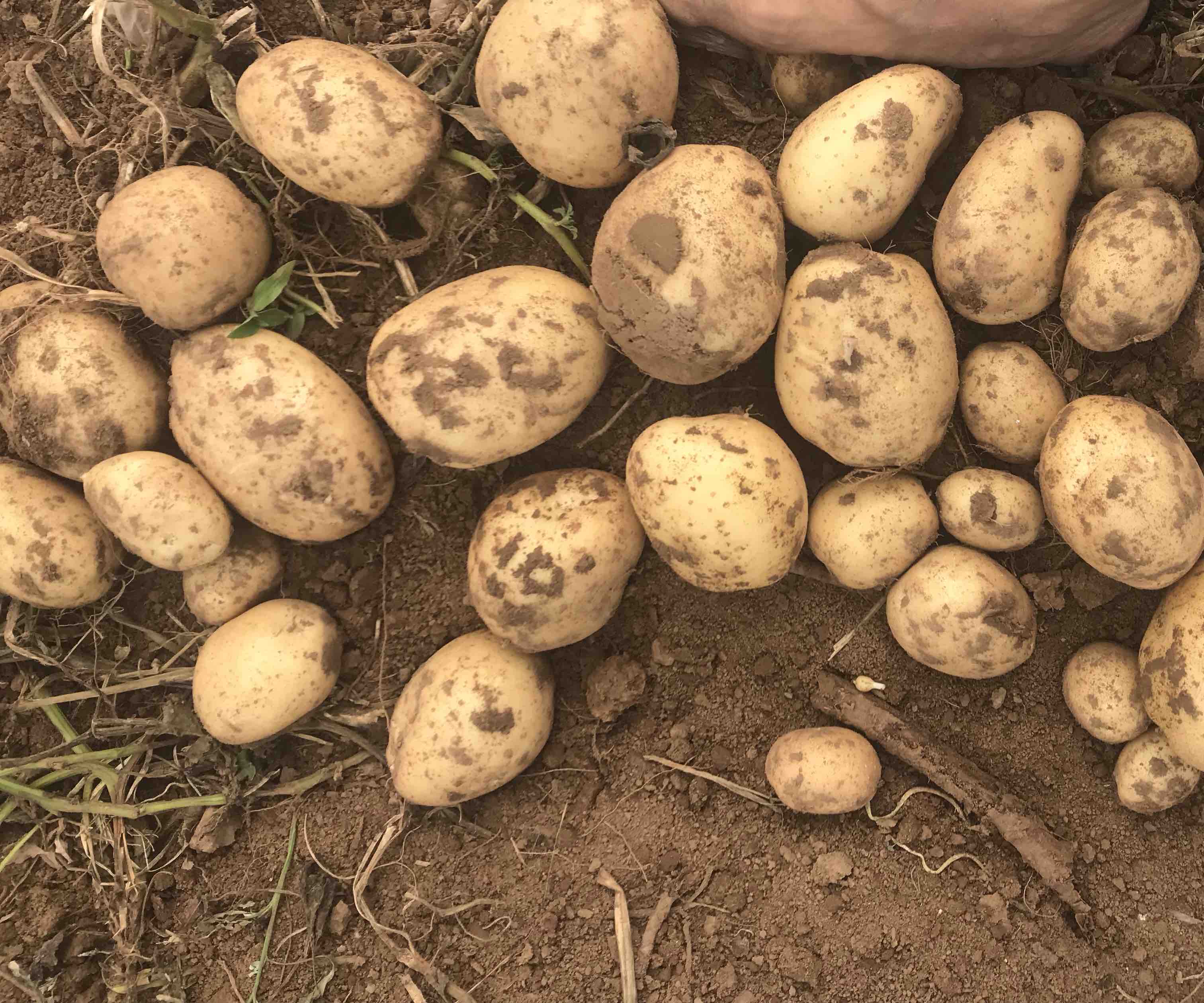 中国主要土豆产区地图示意