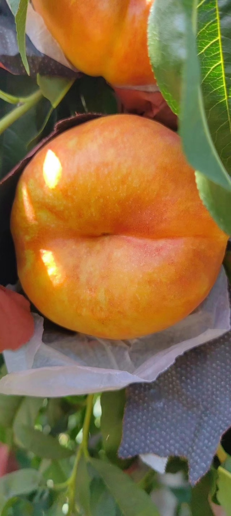 黄油盘9大量下树需要的抓紧与我联系！