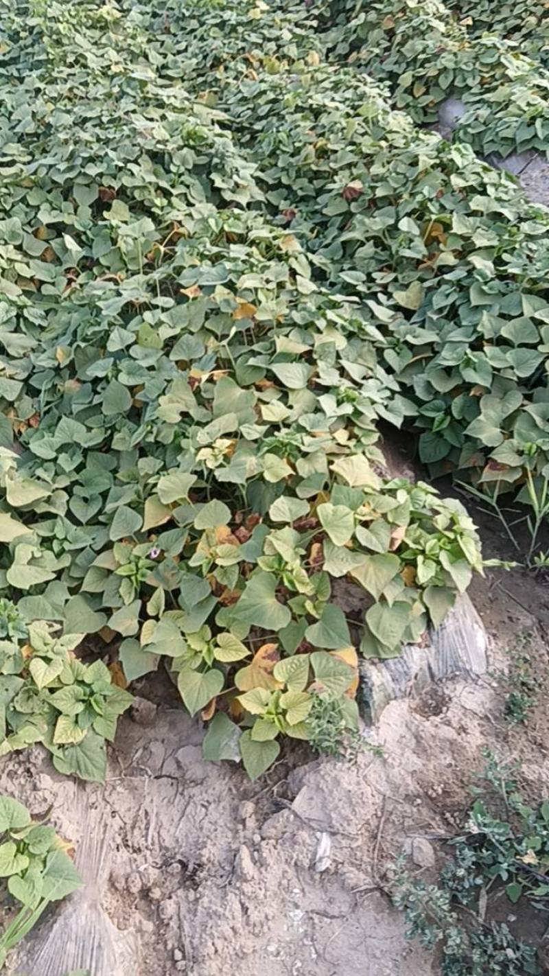 龙薯九大量上市了