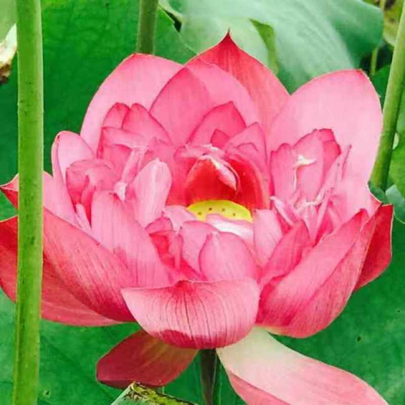 麦麸