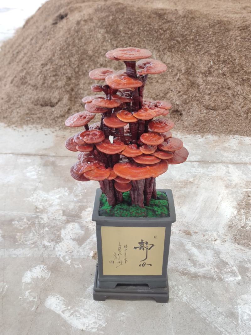 粘接工艺灵芝艺术盆景，树脂工艺灵芝盆景，活体嫁接灵芝盆景