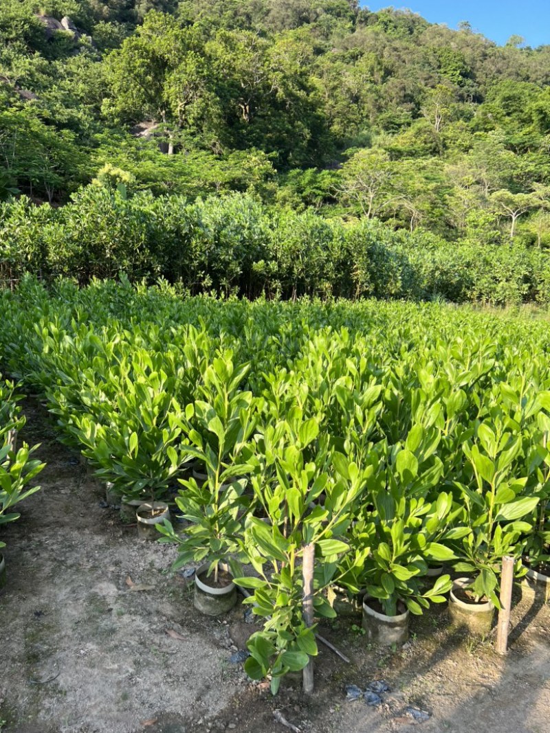 大叶相思袋苗农户自销自产复绿造林树马占相思台湾相思